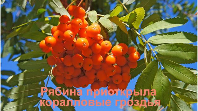 Рябина приоткрыла коралловые гроздья смотреть онлайн