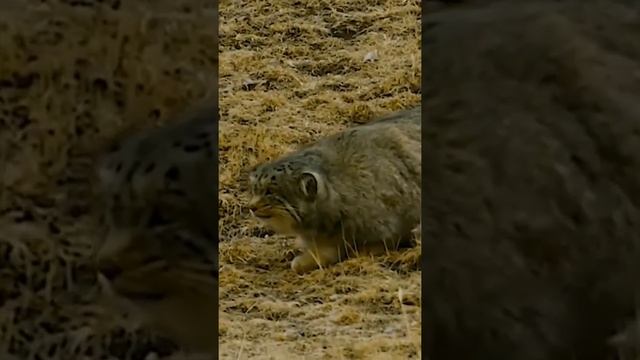 Манул на охоте в дикой природе #дикиекошки #манул смотреть онлайн