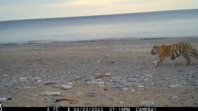 Тигрица Северина из Сихотэ-Алинского заповедника впервые стала мамой смотреть онлайн