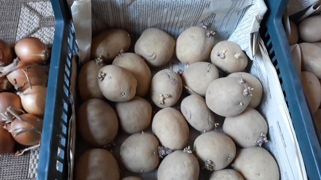 Лук севок на посадку.Цены и где купить.Картошка на посадку,цены. смотреть онлайн