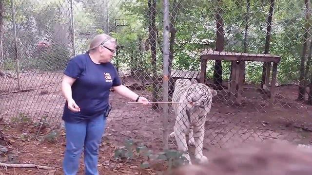 Our Tour at the Carolina Tiger Rescue смотреть онлайн