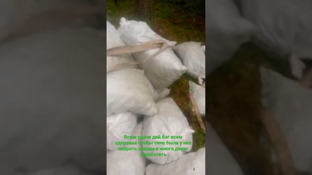 Кедровые шишки вот так надо собрать ????? смотреть онлайн