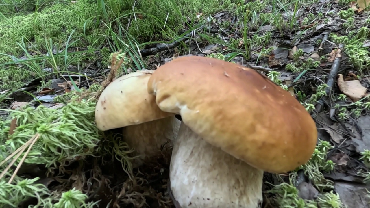 Дмитрий калинин. Грибы. Видео