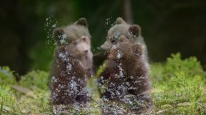 Медвежата (песни для малышей)