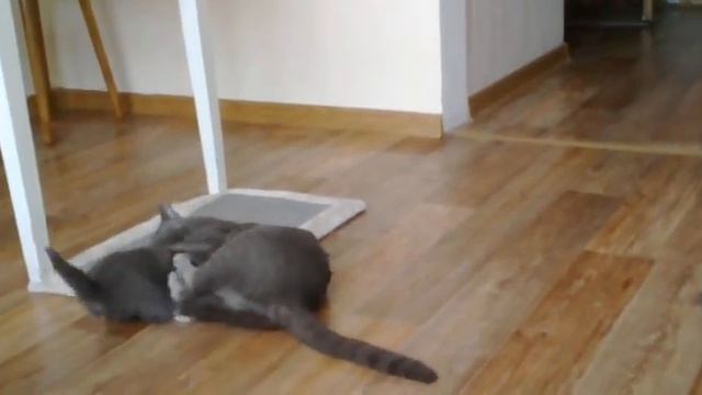 Скоттиш страйт Берта и её котята! смотреть онлайн