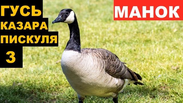 ?ГОЛОС (МАНОК) ГУСЬ КАЗАРА ПИСКУЛЯ 3 смотреть онлайн