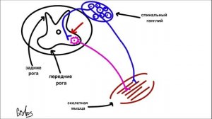 РЕФЛЕКТОРНЫЕ ДУГИ: соматическая, симпатическая, парасимпатическая
