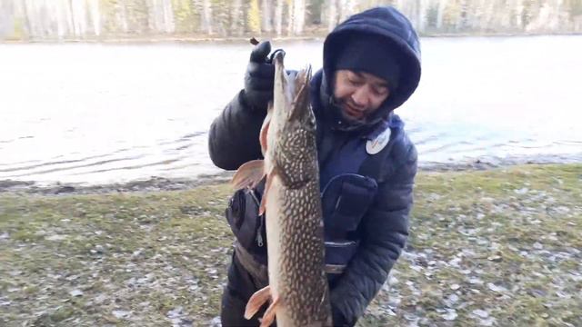 Щука 6200г с Черемши с база "Бодрость" смотреть онлайн