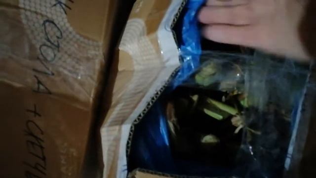 Как хранить канны зимой? смотреть онлайн