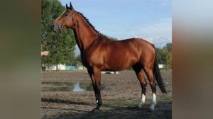 ЧИСТОКРОВНАЯ ВЕРХОВАЯ ЛОШАДЬ. ВСЕ О ПОРОДЕ