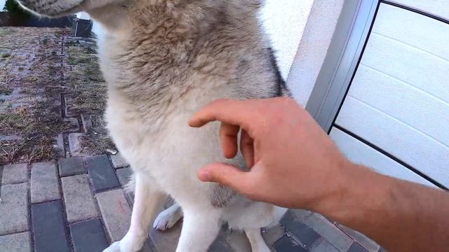 СОБАКИ ЕДЯТ 100 СОСИСОК НА СКОРОСТЬ / Кто первый? Хаски или Маламуты