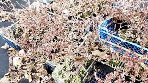 Клюква в горшках: как и сколько можно хранить и как сажать.