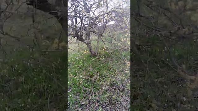 Кизиловое дерево смотреть онлайн