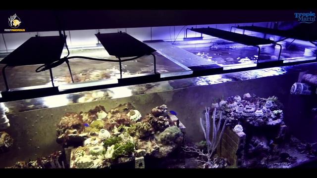 Tropic Marin - Available in Jordan at ReefAmorous смотреть онлайн