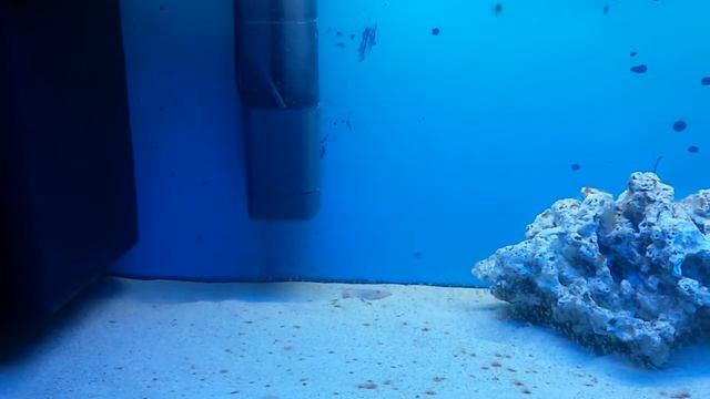 морской аквариум для начинающих смотреть онлайн