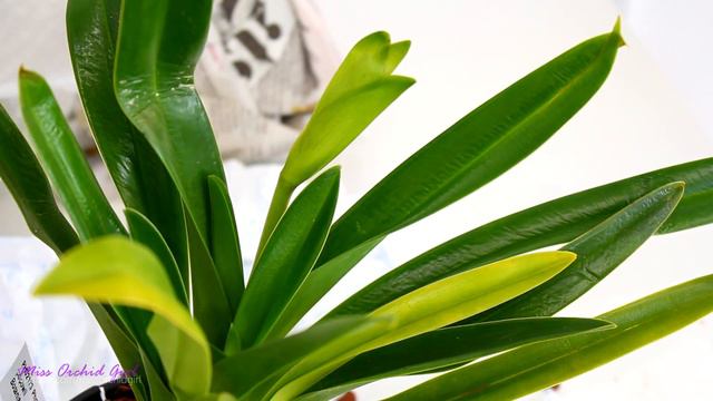 Unboxing new Orchid! - how will I do with this one? смотреть онлайн
