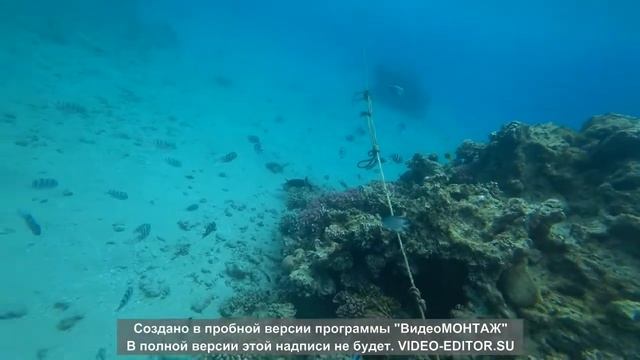 Красное море. Рыбки красного моря. Синеперый балистод. смотреть онлайн