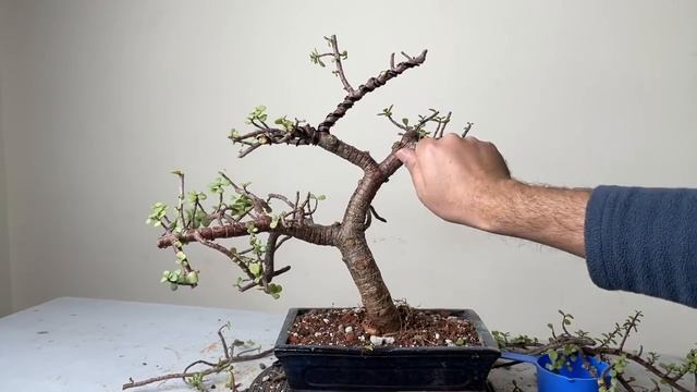 Making Dwarf Jade Bonsai Informal Upright Style | Repotting | Pruning | Wiring | Portulacaria Afra смотреть онлайн