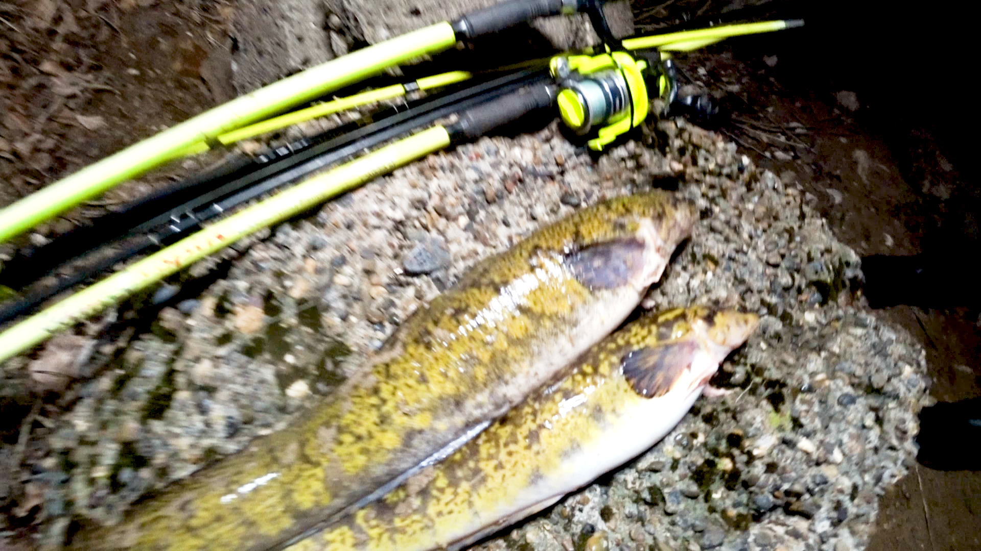 Ловля налима на реке Кама! Собаки, костер и конечно же, налим!! смотреть онлайн