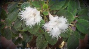 Самые популярные виды и сорта эписции