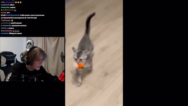 У ДИПИНСА ПРОКАЧЕННЫЙ КОТ смотреть онлайн