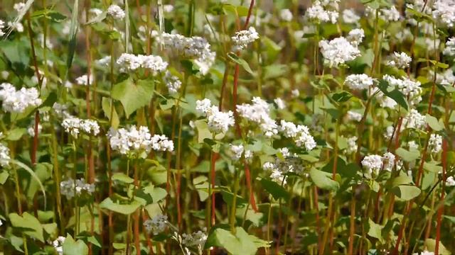 СИДЕРАТЫ !!! ГРЕЧИХА КАК СИДЕРАТ !!!