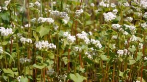 СИДЕРАТЫ !!! ГРЕЧИХА КАК СИДЕРАТ !!!