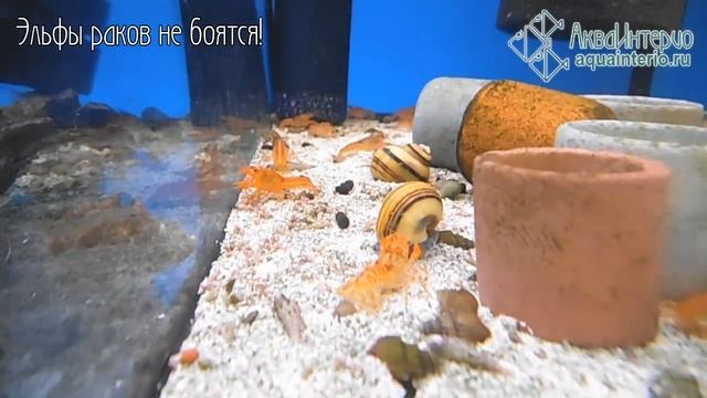 Улитка - Эльф (Спикси) - Asolene spixi и карликовые мексиканские раки - Cambarellus patzcuarensis смотреть онлайн