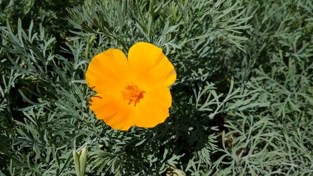 Медоносы. Фацелия. Любимейший медонос пчел. Пчела УС. Май 2019. #мед #honey #bal смотреть онлайн