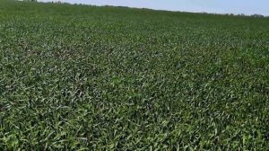 Вторая фунгицидная обработка оз пшеницы  Ошибки!!!!!!