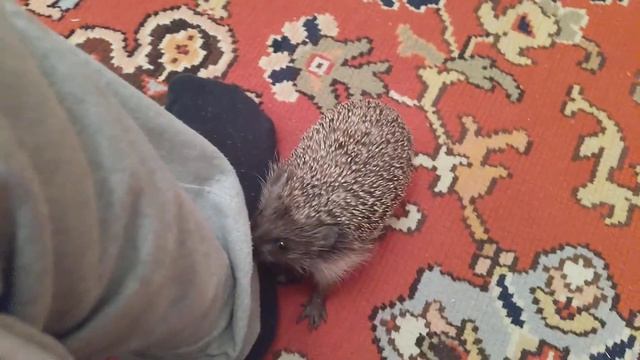Соня или играет, или нападает) не понятно) смотреть онлайн