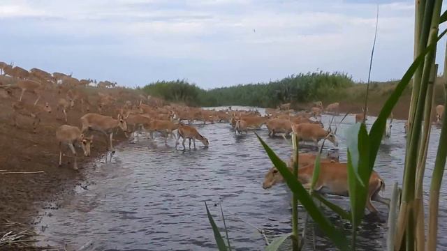 Сайгаки на водопое смотреть онлайн