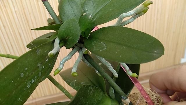 КОРНИ орхидеи ПРУТ КАК КОНИ! УКОРЕНЯЕМ орхидеи ВПРОК! ПОСЛЕ ЯНТАРКИ КОРНИ у орхидеи ПОПРУТ НЕИСТОВО смотреть онлайн