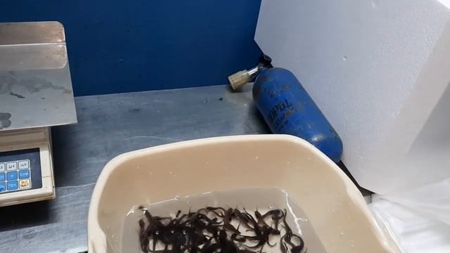 Доставка малька клариевого сома в любой регион России! #мраморныйсом #клариевыйсом #узв смотреть онлайн