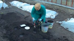 Капуста краснокочанная. Когда и как сажать капусту в открытый грунт.