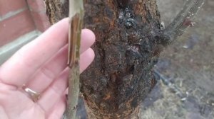 Будет ли плодоносить черешня из косточки?