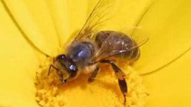 Surah Al-Nahl (The Bees) Sheikh Khalid Al-Jileel смотреть онлайн