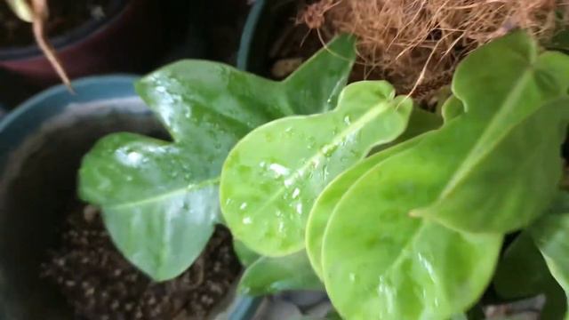 Small Garden Plant Tour || Kay Sigla Ng Mga Halaman Kunting Ulan Sapat Na @passion at60 смотреть онлайн