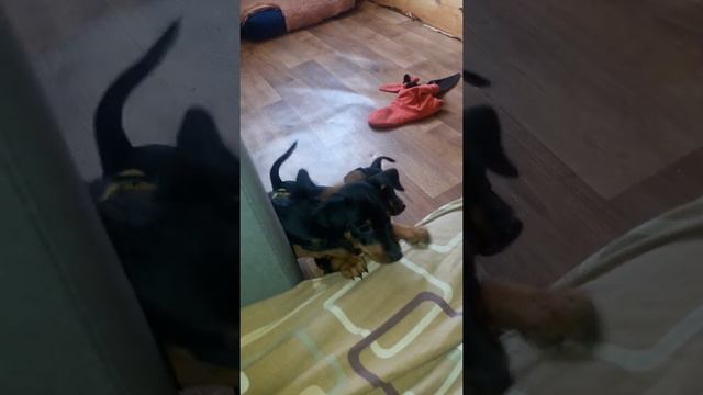 Цвергпинчер щенки смотреть онлайн