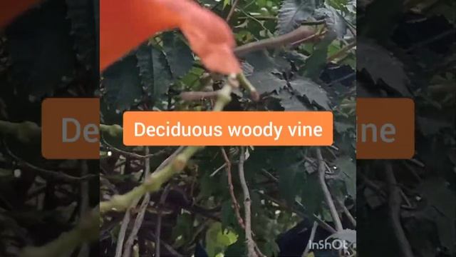 #Indian Summer Trumpet Vine#Kudian#Campsis X Tagliabuana