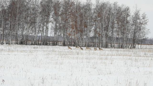 Биотехния, ЗМУ, Шашлык и гитара смотреть онлайн
