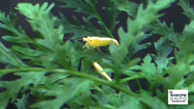 Выставка аквариумных креветок, раков и крабов смотреть онлайн