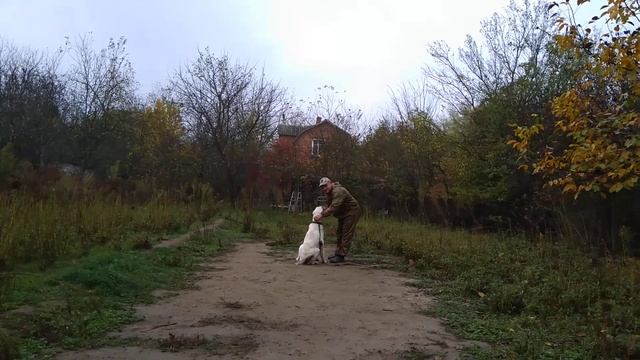 Как правильно приучить Алабая выполнять команду ко мне! смотреть онлайн