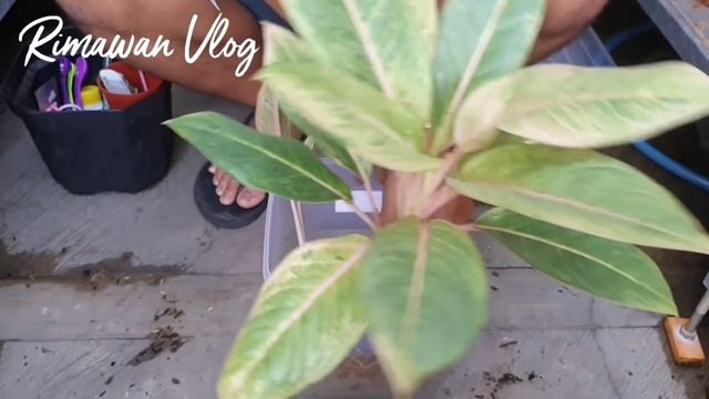 (Eps. 148) Pisah Anakan Aglaonema yang 'Mepet' dengan Induknya | Rimawan Vlog смотреть онлайн