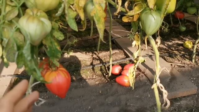 Не⚡выращивайте ЭТИ ШИКАРНЫЕ Помидоры или смиритесь уже с этим! смотреть онлайн