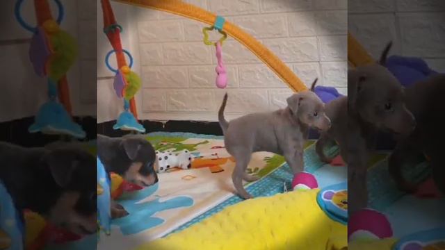 טוי רוסי בישראל Русский той терьер в Израиле Питомник породы Русский той в Израиле смотреть онлайн