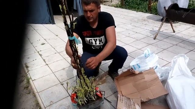 Овация и Прималба. Новинки сортов малины. смотреть онлайн