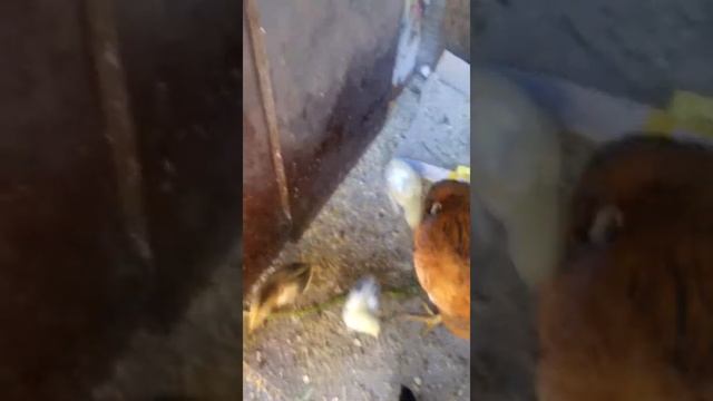 Куры, цыплята и петухи!??? смотреть онлайн