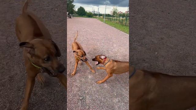 Rhodesian ridgeback. Отлично погуляли, нашли замечательную площадку для собак в Санкт-Петербурге