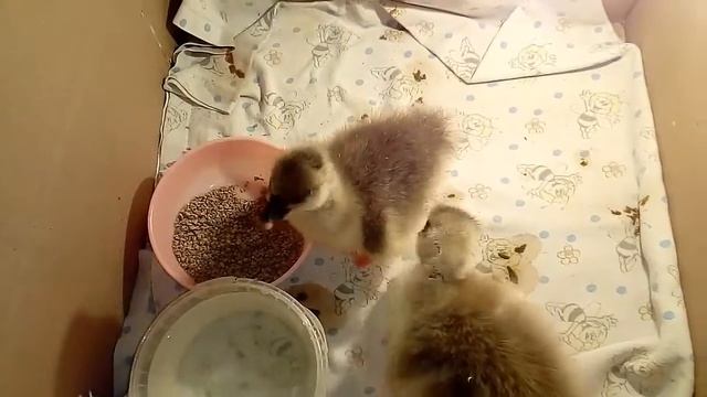 Очень плохой выход гусят Владимирской глинистой породы смотреть онлайн